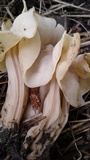 Helvella crispa image