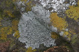 Caloplaca flavovirescens image