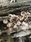 Mycena inclinata image