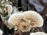 Trametes villosa image