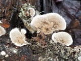 Trametes villosa image