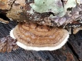 Trametes villosa image