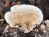 Trametes villosa image