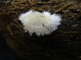 Postia ptychogaster image