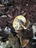 Callistosporium luteo-olivaceum image