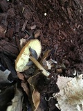Callistosporium luteo-olivaceum image