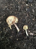 Callistosporium luteo-olivaceum image