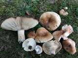 Russula compacta image