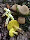 Aureoboletus innixus image