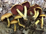Cortinarius semisanguineus image