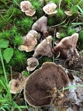 Hydnellum concrescens image