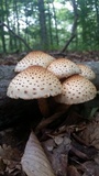 Pholiota squarrosoides image