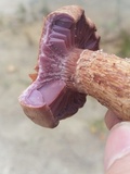 Laccaria trullisata image