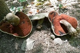 Caloboletus firmus image