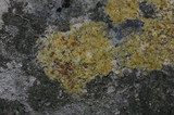 Caloplaca flavovirescens image
