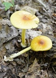 Amanita banningiana image