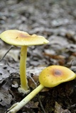 Amanita banningiana image