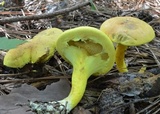 Pulveroboletus ravenelii image