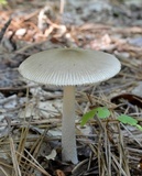 Amanita sinicoflava image