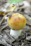 Russula grata image