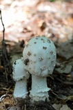 Amanita canescens image
