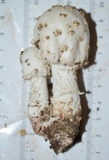 Amanita canescens image