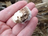 Tyromyces leucospongia image