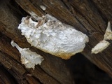 Tyromyces leucospongia image