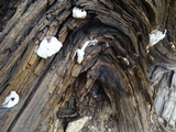 Tyromyces leucospongia image