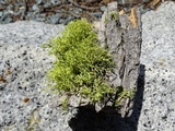 Letharia lupina image