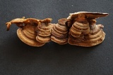 Antrodiella fragrans image