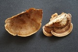 Antrodiella fragrans image