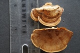 Antrodiella fragrans image
