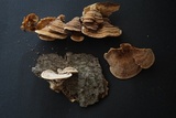 Antrodiella fragrans image