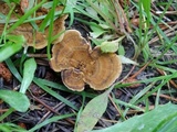 Coltricia perennis image