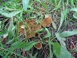 Coltricia perennis image