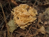 Sparassis spathulata image