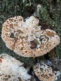Inonotus dryadeus image