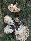 Inonotus dryadeus image
