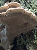 Inonotus dryadeus image