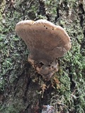 Inonotus dryadeus image