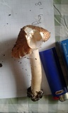 Echinoderma asperum image