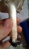 Echinoderma asperum image