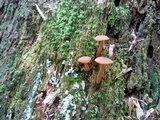 Callistosporium luteo-olivaceum image