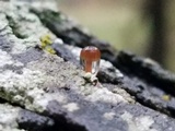 Mycena corticola image