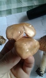 Entoloma rhodopolium image
