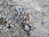 Acarospora nodulosa image