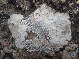 Acarospora nodulosa image