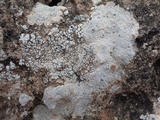 Acarospora nodulosa image
