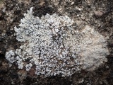 Acarospora nodulosa image